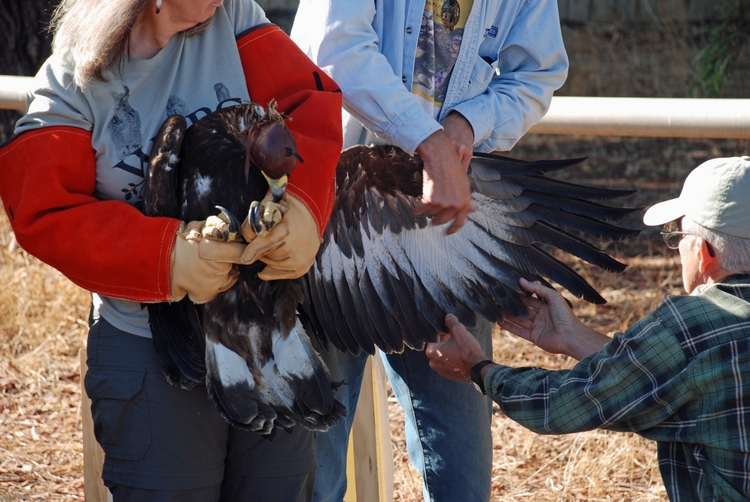 17e Equal Length of Feathers Indicates 1 year-old.jpg